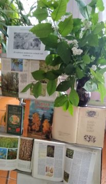 “В черёмуху душистую зелёный май влюблён”