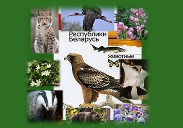 Какая книга посвящена редким и находящимся под угрозой исчезновения животным и растениям Беларуси