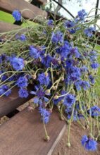 Василёк – символ Беларуси