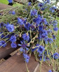 Василёк – символ Беларуси