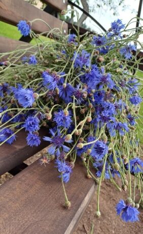 Василёк – символ Беларуси