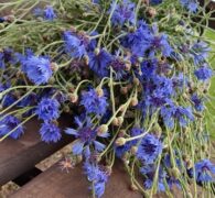 Василёк – символ Беларуси